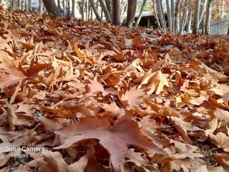 هنرنمایی پاییز در طبیعت زیبای هرسین+فیلم و تصویر