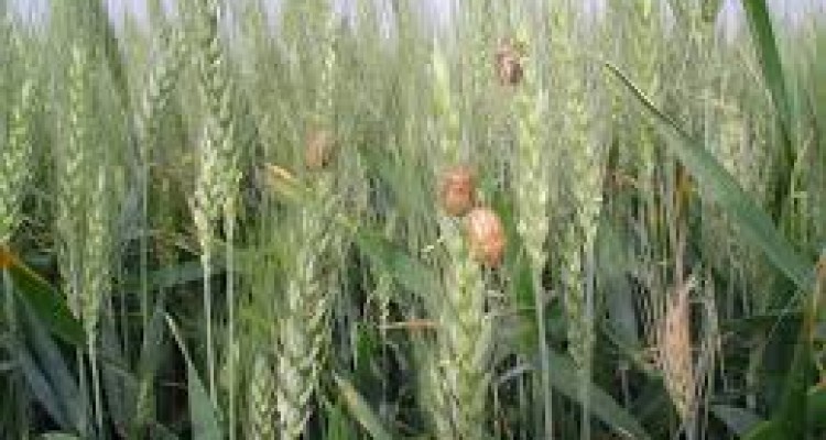  کشاورزان بایستی هر چه سریعتر به سمپاشی مزارع خود اقدام کنند