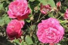  برداشت گل محمدی از باغ های شهرستان هرسین آغاز شد.