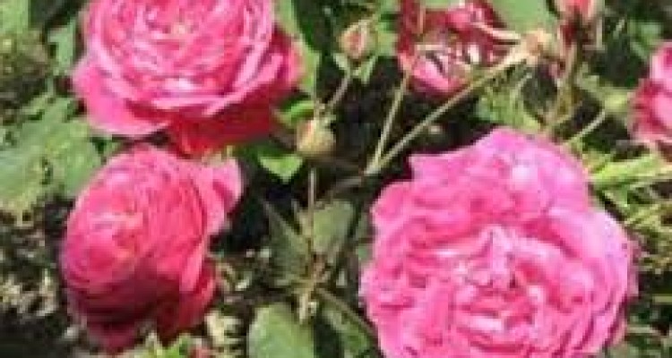  برداشت گل محمدی از باغ های شهرستان هرسین آغاز شد.