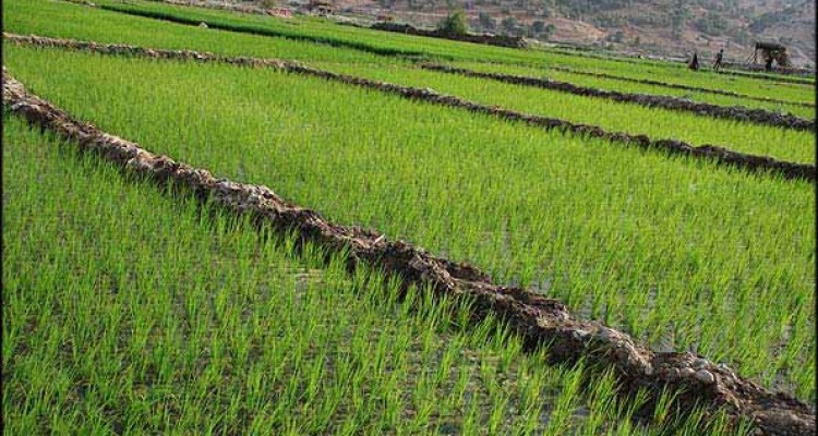 مبارزه بيولوژيك بر عليه آفات در سطح 1100 هكتار از اراضي شهرستان هرسين