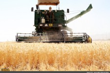 آغاز برداشت گندم از مزارع شهرستان هرسین/پیش بینی برداشت 29هزار تُن گندم از مزارع شهرستان