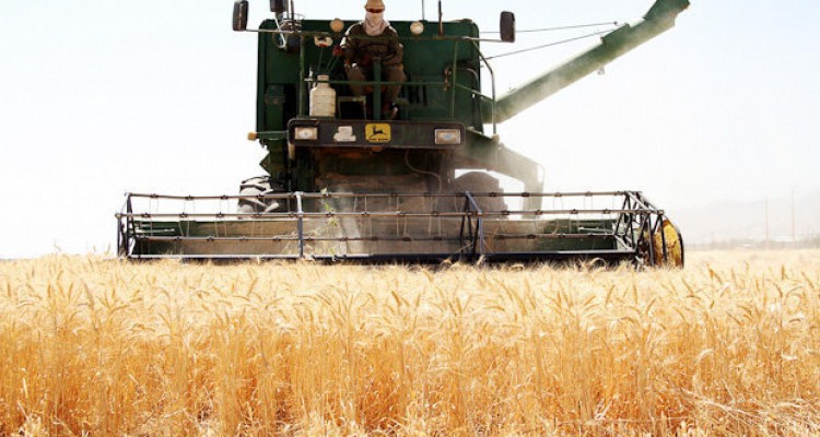آغاز برداشت گندم از مزارع شهرستان هرسین/پیش بینی برداشت 29هزار تُن گندم از مزارع شهرستان