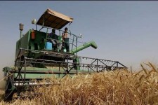 کمباین هایی که دسترنج کشاورزان را هدر می دهند