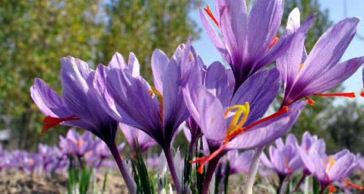 برنامه ریزی جهت  کشت زعفران در شهرستان هرسین