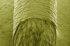 کشف ترکیبی غیرمنتظره در موی انسان 