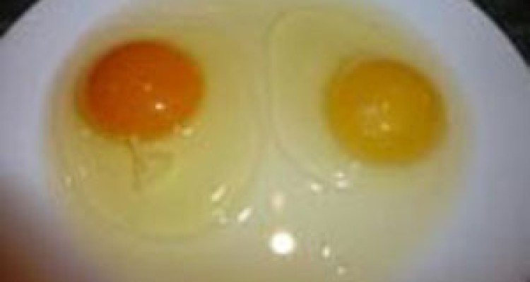 آلبومین گران قیمت در تخم مرغ و تاثیر آن بر روی کبد 