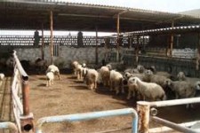 چوب حراج بر واحدهای دامداری صنعتی در هرسین/وقتی دولت فقط شعار حمایت از تولیدمی دهد 