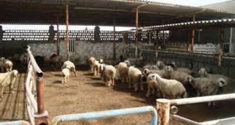 چوب حراج بر واحدهای دامداری صنعتی در هرسین/وقتی دولت فقط شعار حمایت از تولیدمی دهد 