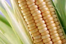 خرید بیش از 5هزار تُن ذرت دانه ای از کشاورزان شهرستان هرسین