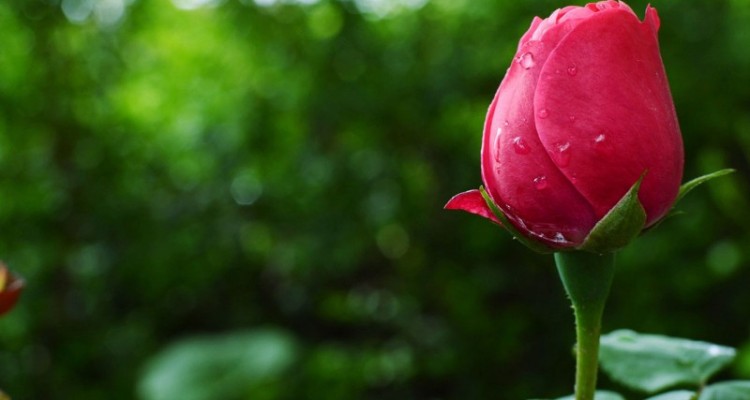 آخر دلم برای شما تنگ می شود...