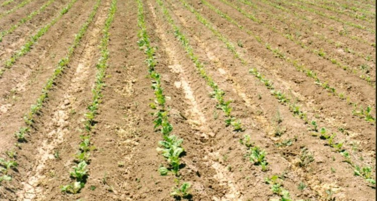 پیش بینی برداشت 148تن  چغندر در هر هکتار از مزارع بخش بیستون