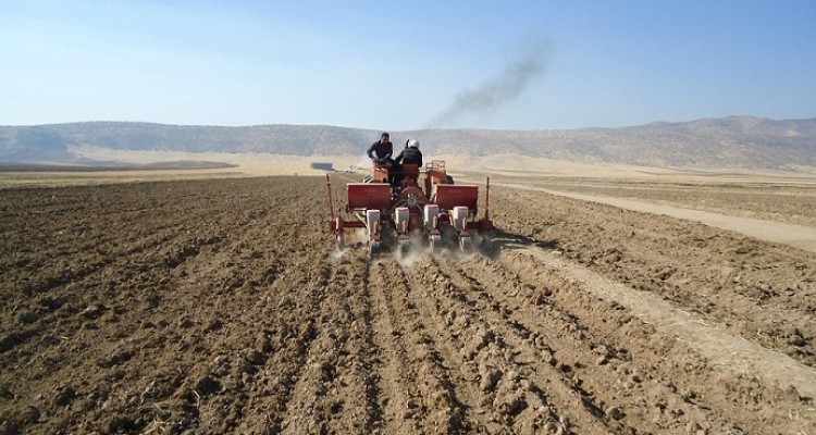 کاشت 120هکتار نخود پاییزه در شهرستان هرسین در دستور کار قرار گرفت