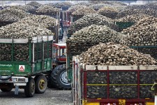 گله مندی تولید کنندگان چغندر از آشفته بازار خرید محصول در هرسين/ شکر های بیستون کام کشاورزان را تلخ کرد