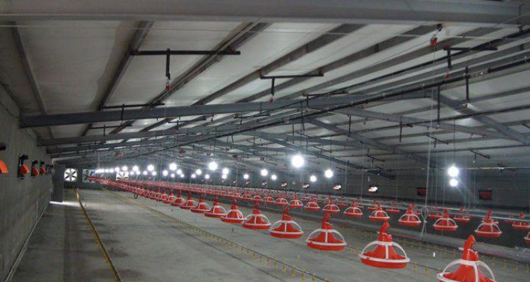 افتتاح یک واحد توليد مرغ  گوشتي 20 هزار قطعه اي با اعتبار 6 ميليارد  و 600 ميليون ريال 