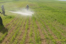 کشاورزان به سرعت در خصوص مبارزه با آفات سن گندم و علف های هرز اقدام کنند