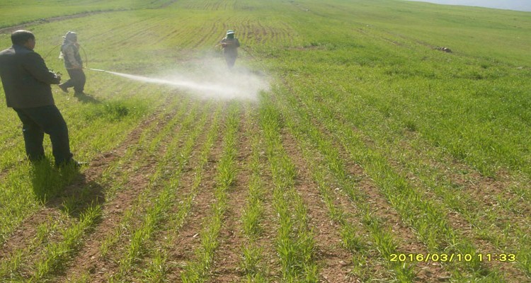 کشاورزان به سرعت در خصوص مبارزه با آفات سن گندم و علف های هرز اقدام کنند