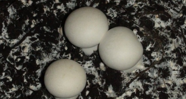 گفتگو با یک کار آفرین حوزه اقتصاد مقاومتی در هرسین/اقتصاد مقاومتی تقویت کننده روحیه خودکفایی +عکس 