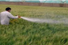 کشاورزان نسبت به مبارزه با آفت پوره سن اقدام کنند