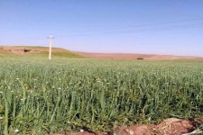 پیش بینی برداشت 16هزار تن پیاز از مزارع شهرستان هرسین