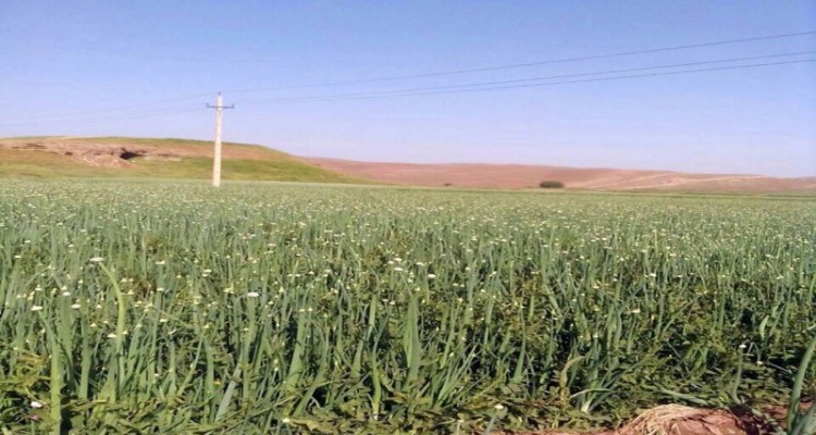 پیش بینی برداشت 16هزار تن پیاز از مزارع شهرستان هرسین