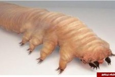 این موجودات وحشتناک در تاریکی شب از بدنتان بیرون می آیند+ عکس 