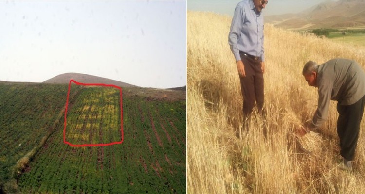 پیش بینی برداشت 15هزار تن جو از مزارع شهرستان هرسین/ علت شیوع بیماری فوزاریوم در مزارع نخود وجود رطوبت زیاد است