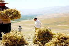 پیش بینی برداشت 7500 تن نخود از مزارع شهرستان هرسین