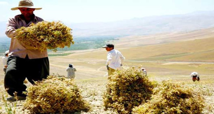 پیش بینی برداشت 7500 تن نخود از مزارع شهرستان هرسین