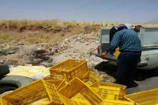 معدوم سازی 840 کیلوگرم خامه خام توقیفی در بخش بیستون