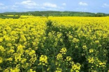 دوره آموزشی کشت کلزا در روستا های هرسین/کاشت ۹۶ هکتار از اراضی شهرستان به کشت نخود پاییزه به صورت آزمایشی