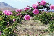 آغاز اجرای طرح کاشت 25هکتار گل محمدی در منابع طبیعی هرسین