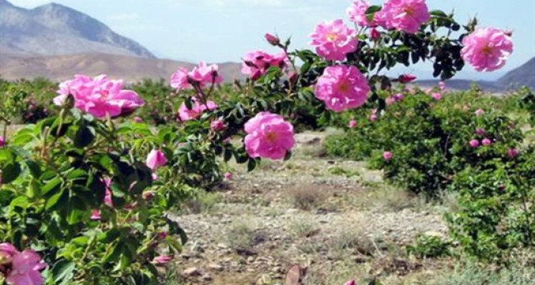 آغاز اجرای طرح کاشت 25هکتار گل محمدی در منابع طبیعی هرسین