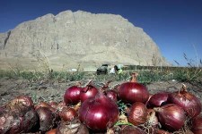 آغاز فصل برداشت پیاز از مزارع هرسین/ پیش بینی برداشت بیش از 13هزار تن پیاز  در شهرستان