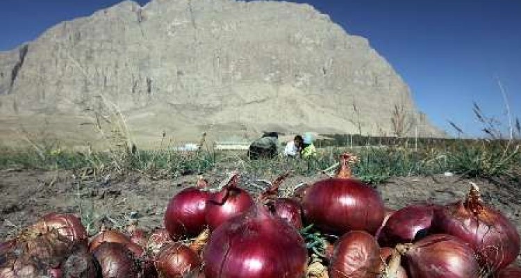 آغاز فصل برداشت پیاز از مزارع هرسین/ پیش بینی برداشت بیش از 13هزار تن پیاز  در شهرستان
