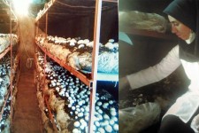 کسب و کار پُرتولید یک بانوی کارآفرین با حمایت بسیج سازندگی/ قارچ هایی که در هرسین شغل ایجاد کردند