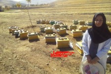 گفتگو با یک کار آفرین حوزه اقتصاد مقاومتی/ سالانه حدود 500کیلو گرم عسل  با درآمد حدود 8میلیون تومان تولید می کنیم 