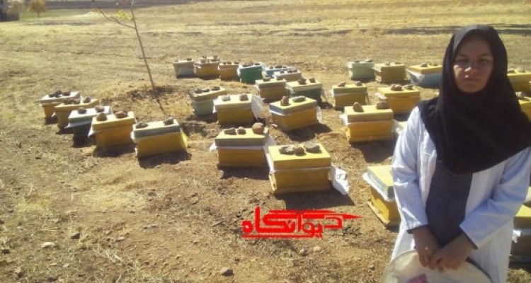 گفتگو با یک کار آفرین حوزه اقتصاد مقاومتی/ سالانه حدود 500کیلو گرم عسل  با درآمد حدود 8میلیون تومان تولید می کنیم 