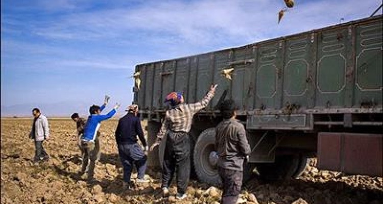 پیش بینی برداشت57 هزارتن چغندر از مزارع شهرستان هرسین