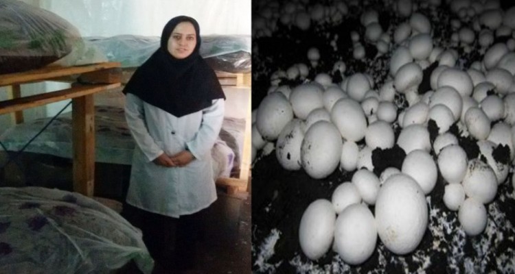 جوانانی که با کمک بسیج کار آفرین شدند/ درآمد میلیونی در هرسین از راه پرورش قارچ