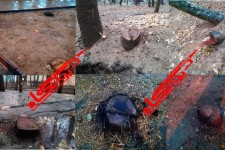 حاشیه های متعدد در مدیریت شهری هرسین/ از بریدن بدون مجوز بیش از بیست اصله درخت تا تخریب سریالی اموال عمومی شهر