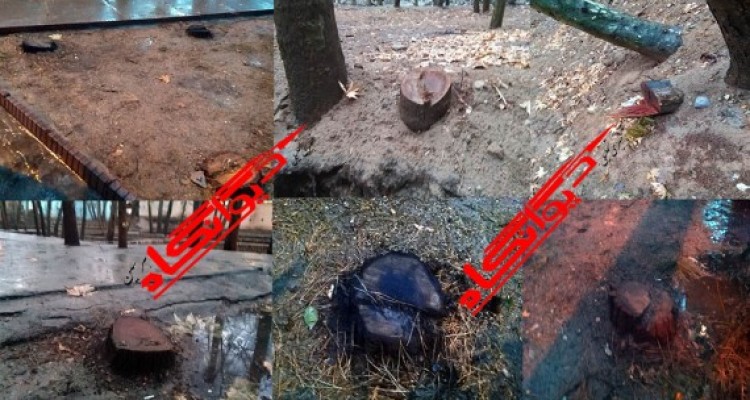 فرماندار هرسین: نبود پلاک برای درختان موجب قطع آن ها توسط برخی افراد شد/ شهردار موظف به پیگیری از طریق دستگاه قضایی شده است