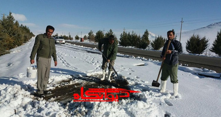 دانه پاشی برای پرندگان توسط اداره محیط زیست در هرسین +تصویر