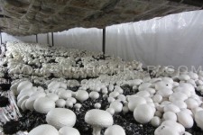 جوان روستایی که با حمایت بسیج اشتغالزایی کرد/ تولید قارچ به صورت خانوادگی