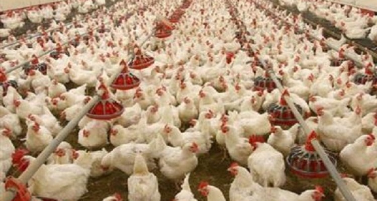 تولید 6000 تن گوشت مرغ طی سال 95 در شهرستان هرسین