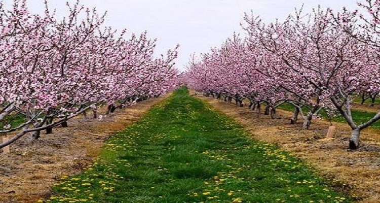 لزوم مبارزه با آفات سوسک گرده خوار  و گل خوار در باغات و مزارع هرسین