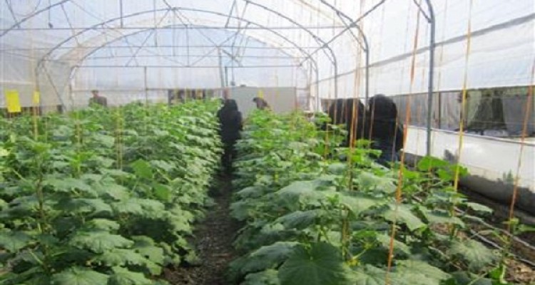 يك واحد گلخانه آموزشی مدرن محصولات خارج از فصل در بیستون افتتاح شد