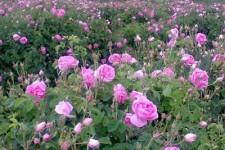 آغاز برداشت گل محمدی از باغات هرسین/ سطح زیرکشت گل محمدی در شهرستان حدود 70 هکتار است