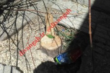 سریال قطع درختان در هرسین به شهرک ها رسید/ ایجاد حاشیه امن در پی عدم برخورد با متخلفین در گذشته