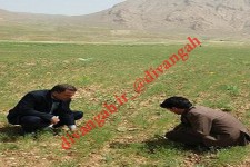  كشت 12/5 هكتار گیاهان دارویی در مزارع شهرستان هرسین